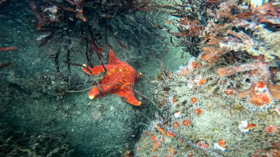 An orange sea star rests on the floor of the Morro Bay harbor. Sea stars are predators that eat invertebrates such as purple sea urchins.