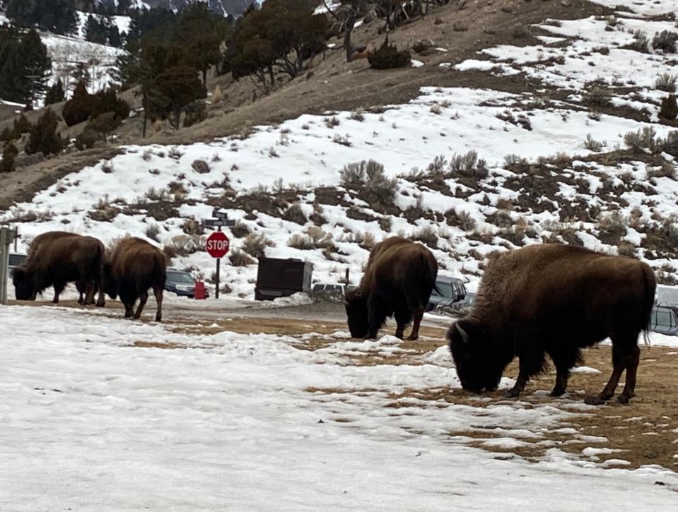 Bison are always in abundance in Gardiner and Mammoth hot springs area of Yellowstone Park in winter.