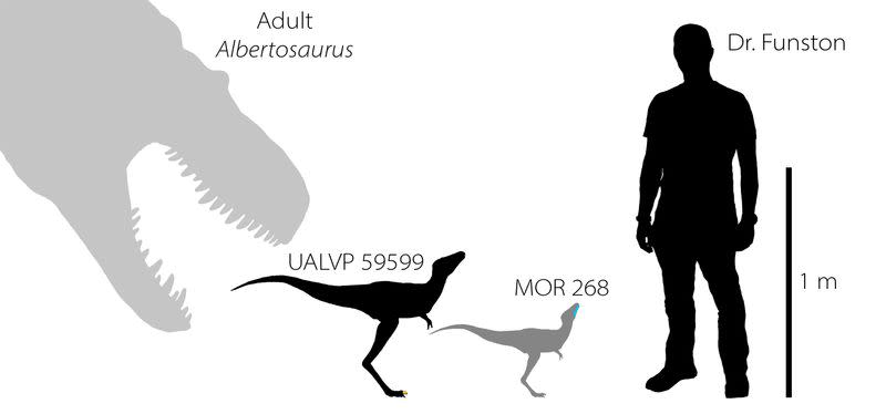 An illustration shows the silhouettes of two baby tyrannosaurs