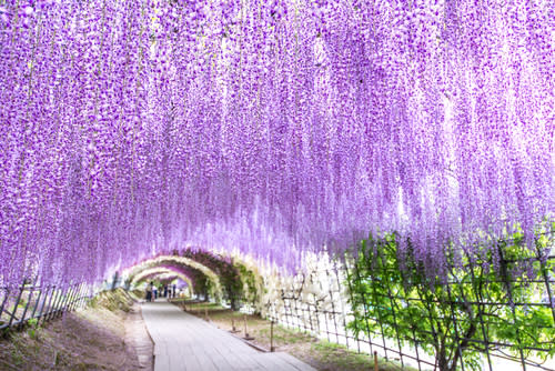 ▲福岡紫藤隧道夢幻美景（圖/shutterstock）