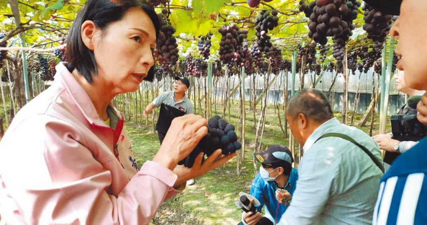 近日因為鳳梨外銷受阻，全民發起救鳳梨活動，但彰化溪湖的早春葡萄今年受到南投冬季藏葡萄庫存、及消費者只買鳳梨的影響，價格比往年下滑2成，12日溪湖鎮長黃瑞珠特別到訪溪湖在地早春葡萄農，黃瑞珠說選購葡萄要重視果粉、果粒、果串等等，果串完整每串大約3至40顆最為剛好。（圖／中國時報吳建輝攝）