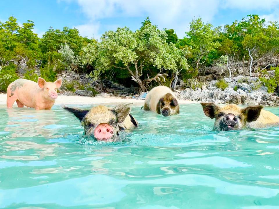 Powder beaches, water parks and some swimming companions bless the family-friendly Bahamas (Getty Images/iStockphoto)