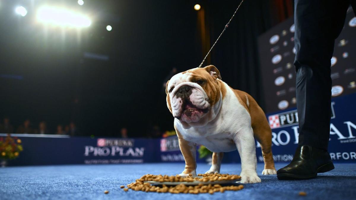 Here's How to Watch the 2023 National Dog Show Today