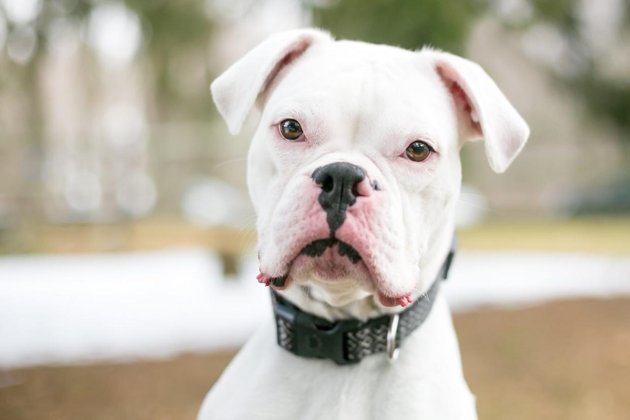 Portrait of deaf white boxer dog