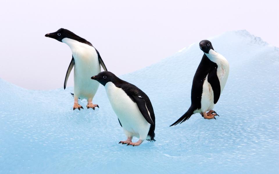 Adelie Penguins Endangered