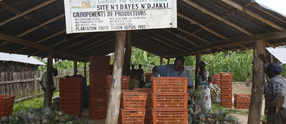 À travers quelques produits agricoles clés comme le cacao, le soja ou le coton, le Togo veut impulser de nouveaux schémas pour faire de la transformation locale une réalité.
