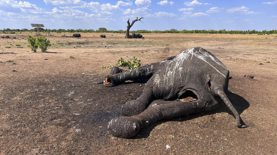 In this photo supplied by IFAW, an elephant lies dead metres from a watering hole in Hwange National Park, Tuesday Dec. 5, 2023. At least 100 elephants have died in Zimbabwe's largest national park in recent weeks because of drought, their decaying carcases a grisly sign of what wildlife authorities and conservation groups say is the impact of climate change and the El Niño weather phenomenon. (Privilege Musvanhiri/IFAW via AP)