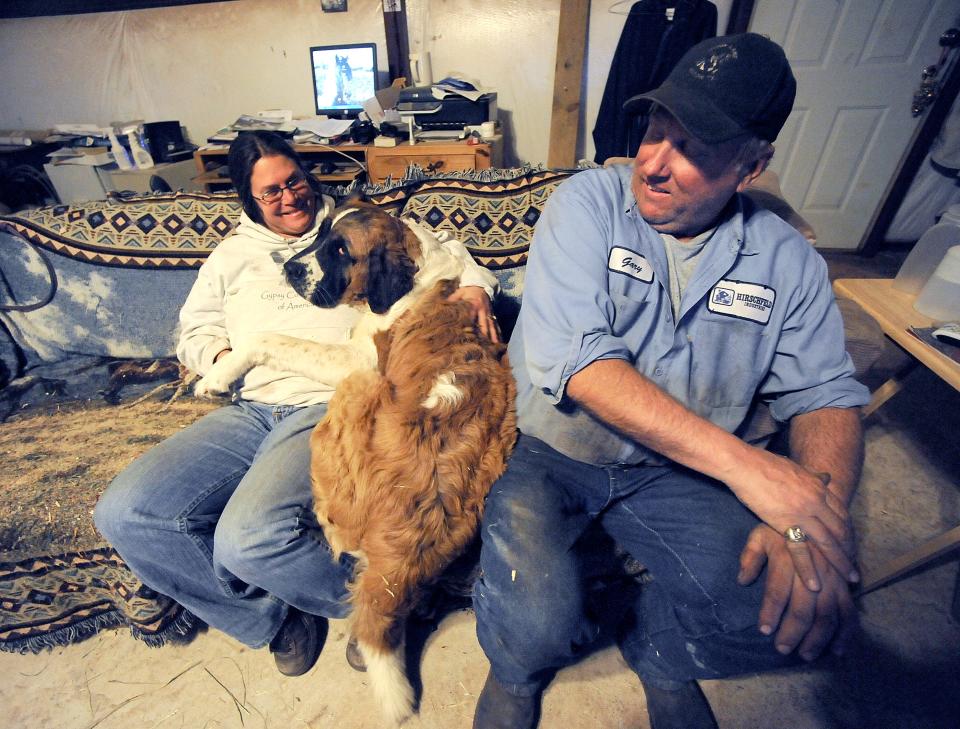 Gary Niesen feels nudged aside as Bella, the Niesen's St. Bernard, unapologetically cuddles with his wife Sue on the couch.