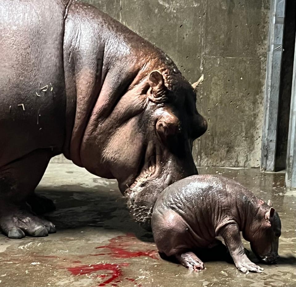 Cincinnati Zoo & Botanical Garden's 23-year-old hippo Bibi gave birth to a healthy, full-term hippo baby Wednesday night around 10 p.m.