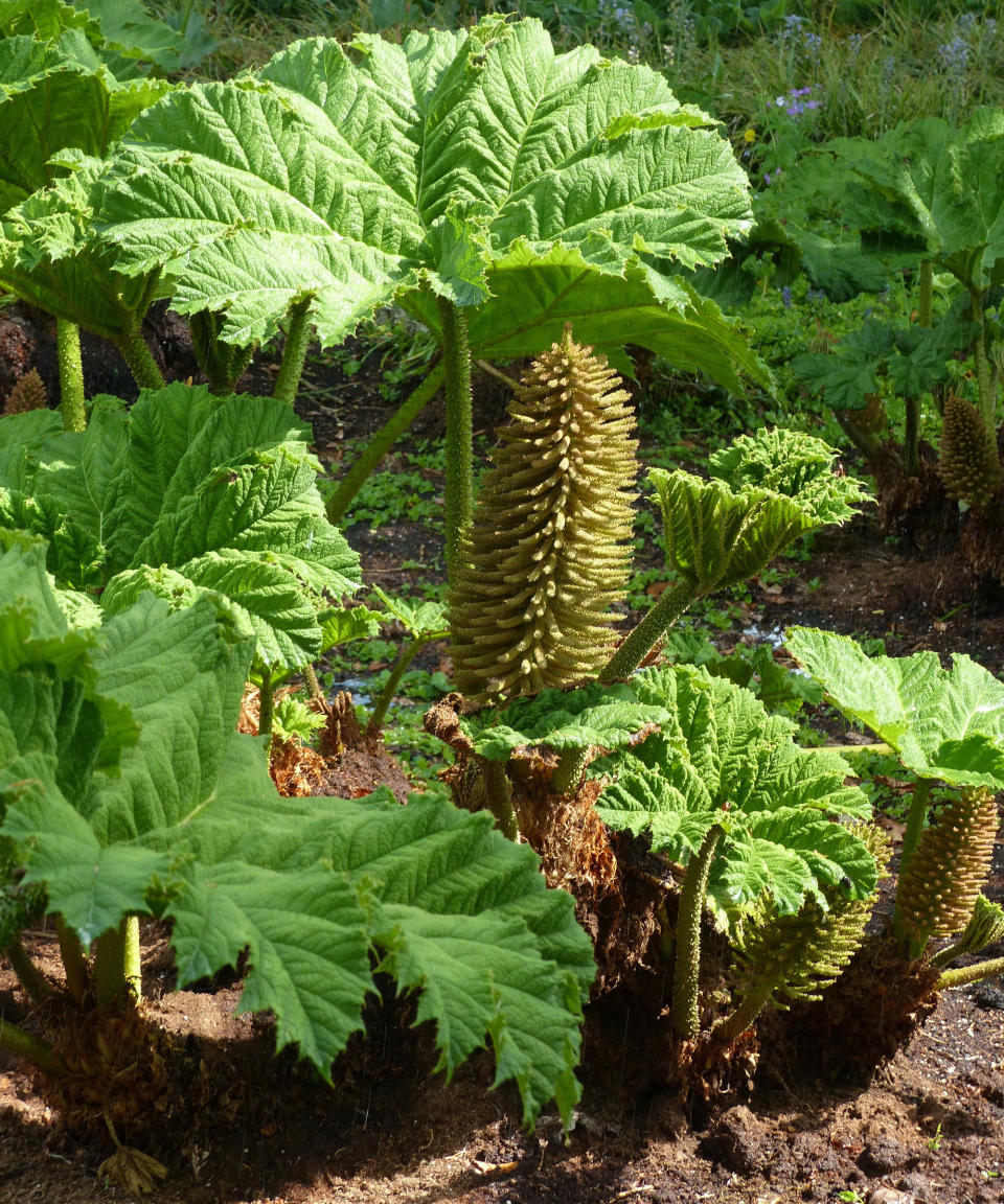 plants for wet soil Gunnera manicata in summer display