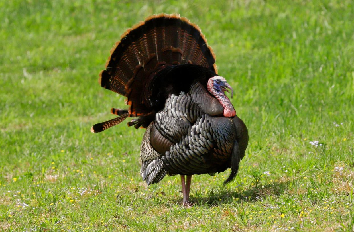 Male turkeys can weigh up to 25 pounds.