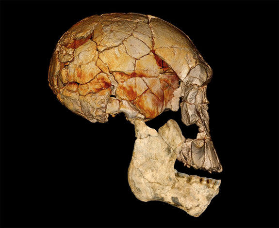 Four decades ago, in 1972, the Koobi Fora Research Project (KFRP) discovered the enigmatic fossilized skull known as KNM-ER 1470, or "1470" for short, which ignited a now long-standing debate about how many different species of early <em>Homo</em>