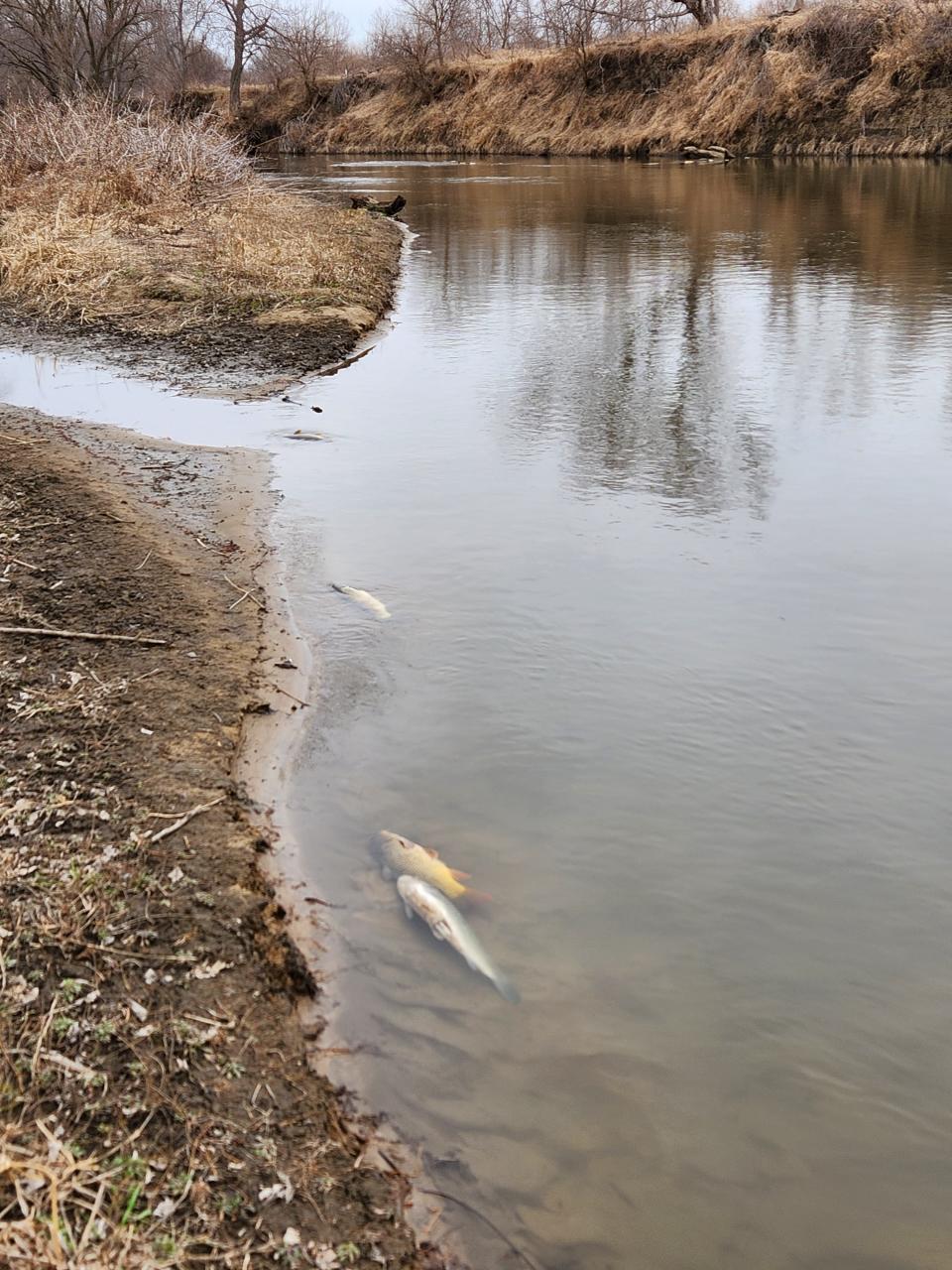 East Nishnabotna River fish killed when a valve left open over the weekend at a Red Oak co-op resulted in a massive fertilizer spill.