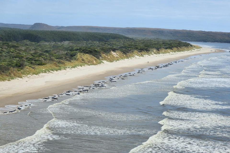 Authorities decided to tow the dead animals out to sea, hoping they’ll eventually sink to the seafloor. Department of Natural Resources and Environment Tasmania