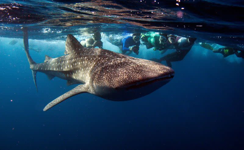 FILE PHOTO: Snorkelers swim with a whale shark, the world´s largest fish, at Maldives' South Ari Atoll