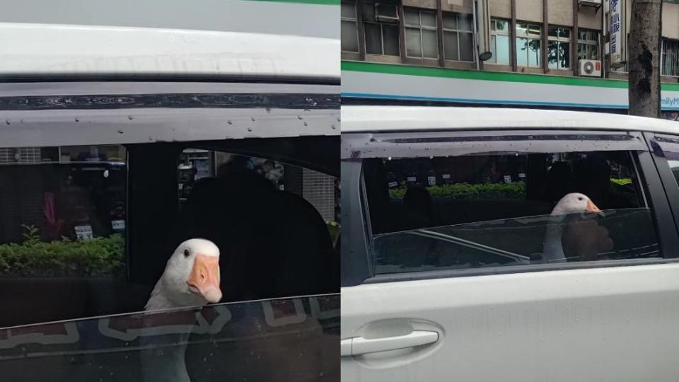 寵物鵝還把頭探出車窗。（圖／翻攝自路上觀察學院）