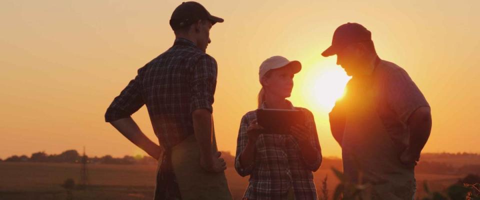 A group of farmers are discussing in the field, using a tablet. Two men and one woman. Team work in agribusiness