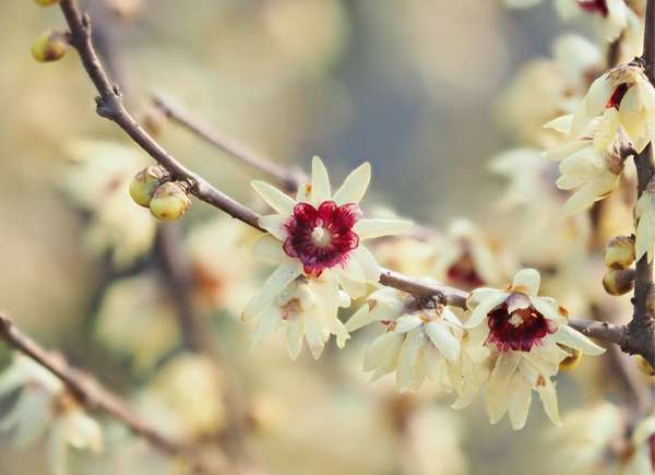 Wintersweet Flower