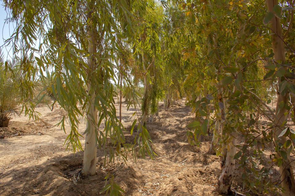 The "Green Wall" constructed by the Holy Shrine of Hussein in collaboration with the government.<span class="copyright">Sam Kimball</span>