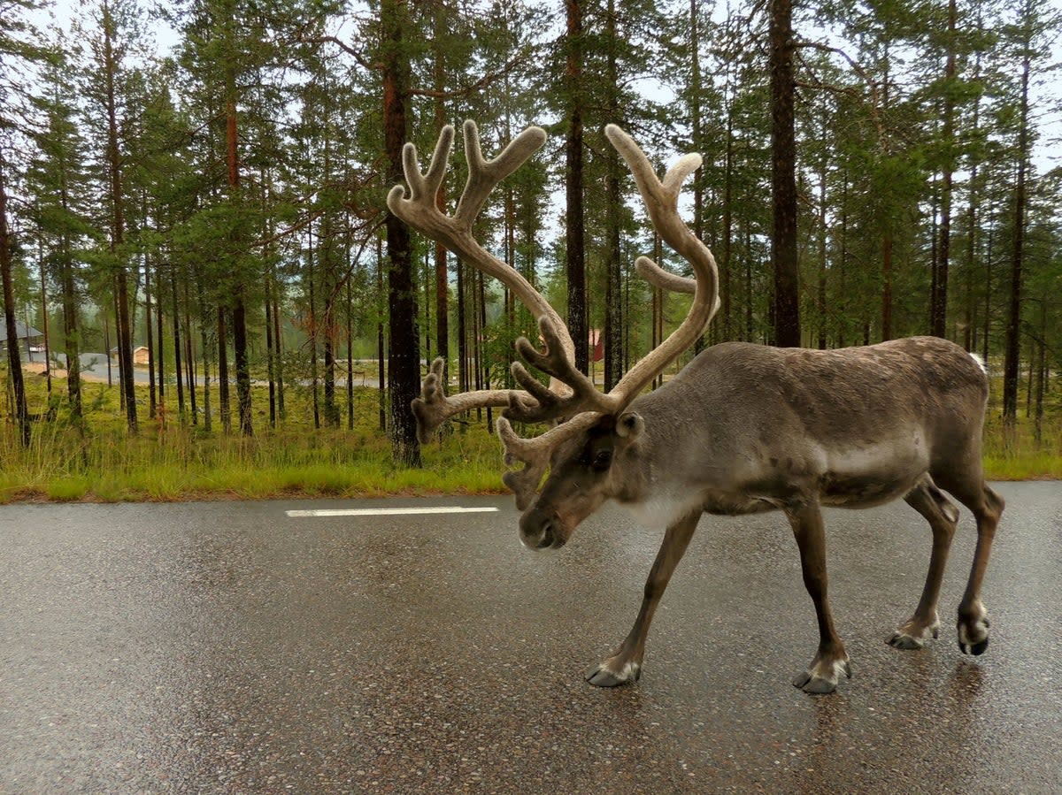 Forestry, tourism, mining and wind farms all encroaching on habitat (Stockholm University / SWNS)