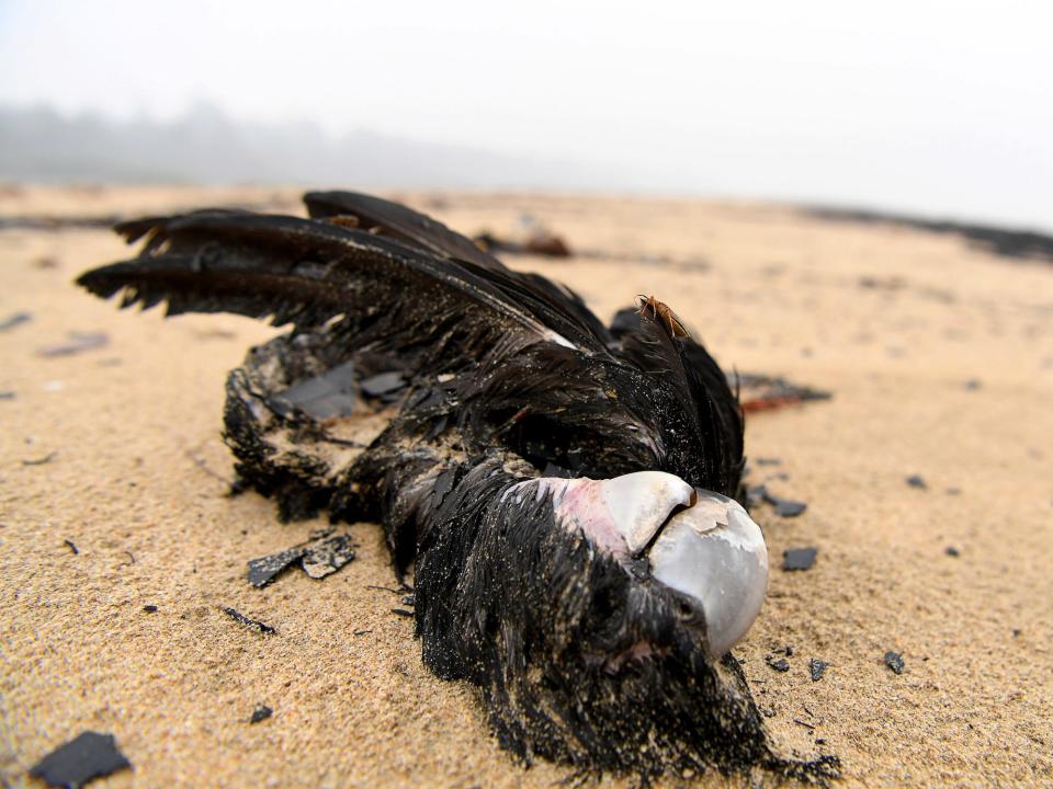 australia fires dead bird animals