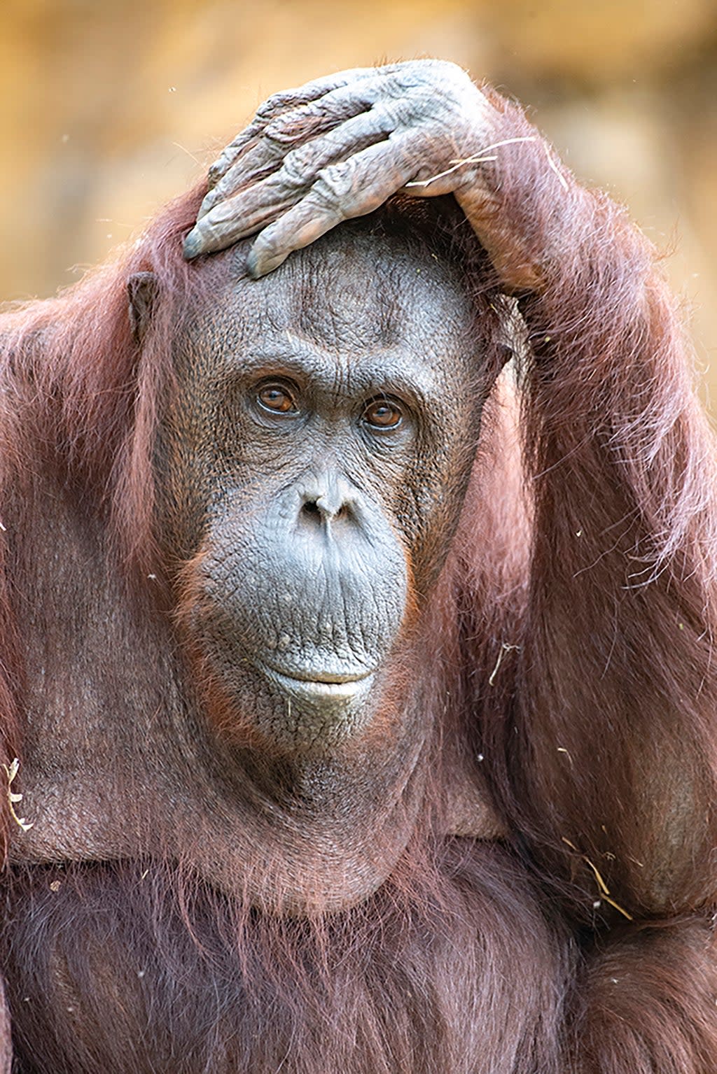 Orangutan Death (ASSOCIATED PRESS)