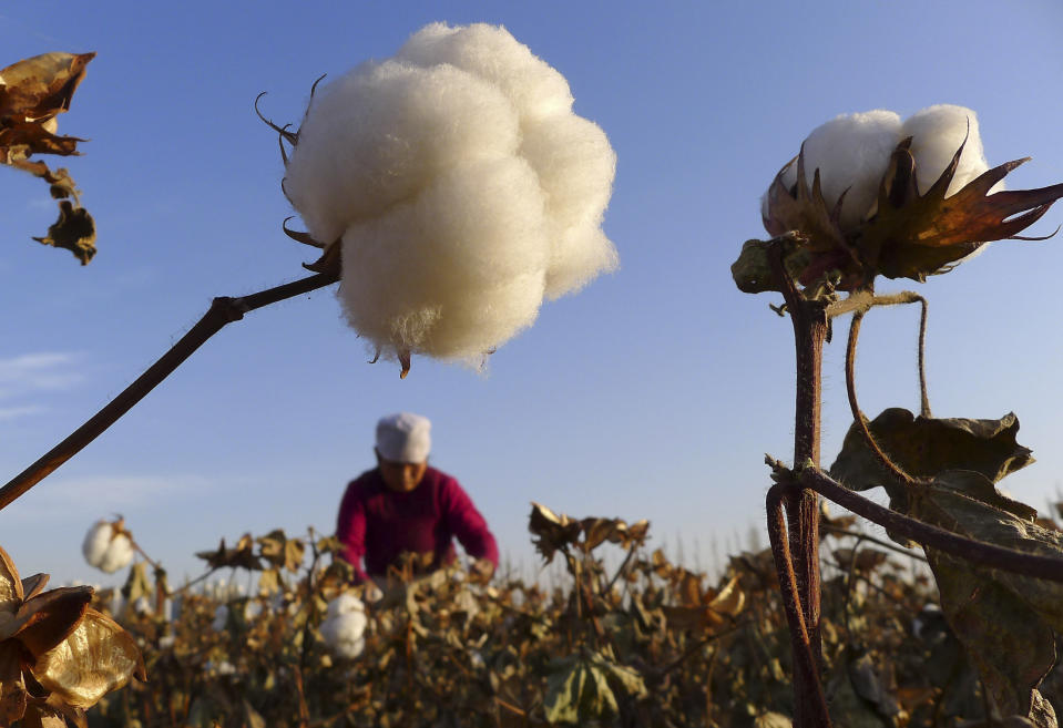 A farmer picks up cotton from a field in Hami, northwest China's Xinjiang Uygur autonomous region, November 1, 2012. China is expected to harvest 6.9 million tonnes of cotton this year, a decline of 4.2 percent from a year ago, due to a smaller sowing area, an official from the country's top planning agency said in remarks published on October 9. Picture taken November 1, 2012. REUTERS/China Daily (CHINA - Tags: AGRICULTURE BUSINESS) CHINA OUT. NO COMMERCIAL OR EDITORIAL SALES IN CHINA