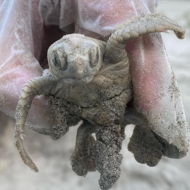 Rare White Sea Turtle Hatchling Found on South Carolina Beach: 'A First for Everyone'