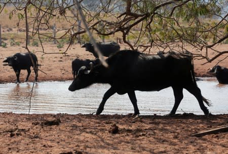 Buffalos are seen at the Esperanza ranch in the area where wildfires have destroyed hectares of forest near Robore