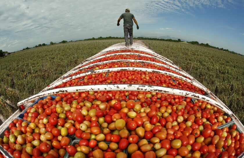 FEBRUARY 26, 2014. TEACAPAN, SINALOA, MEXICO. A cargo truck is filled to the brim with Roma tomatoes from a Cristo Rey, Sinaloa, Mexico farm. Romas are a popular salad and salsa tomato in Mexico and the U.S. (Don Bartletti / Los Angeles Times)