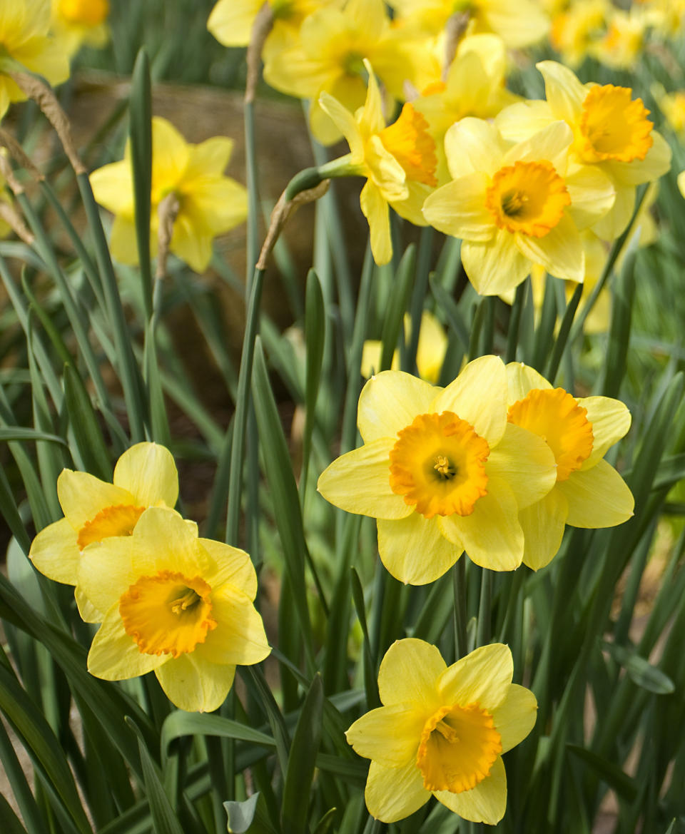 Yellow daffodils