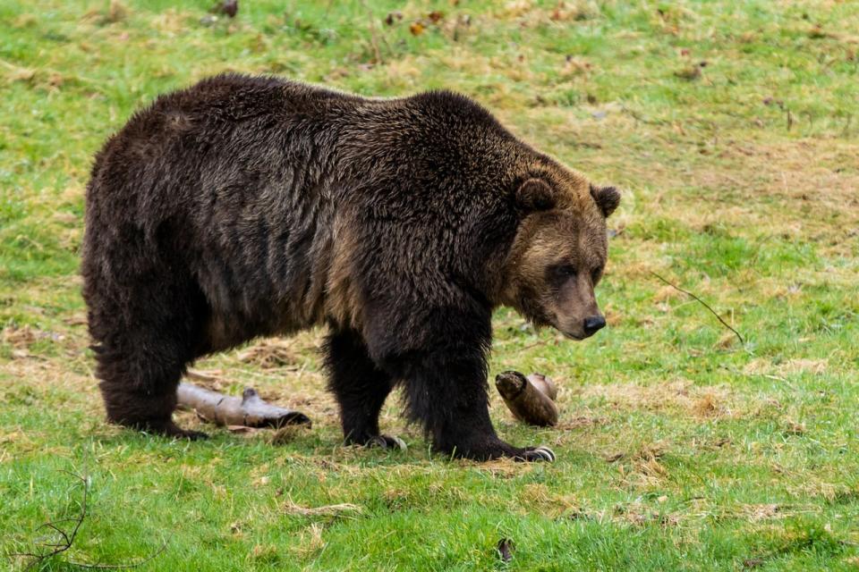 A Grizzly bear at the Greater Vancouver Zoo in Aldergrove, British Columbia on Tuesday, March 10, 2020. 