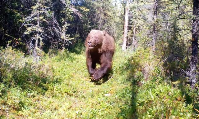 Giant Yukon grizzly bear provides riveting trail-cam moment - Yahoo Sports