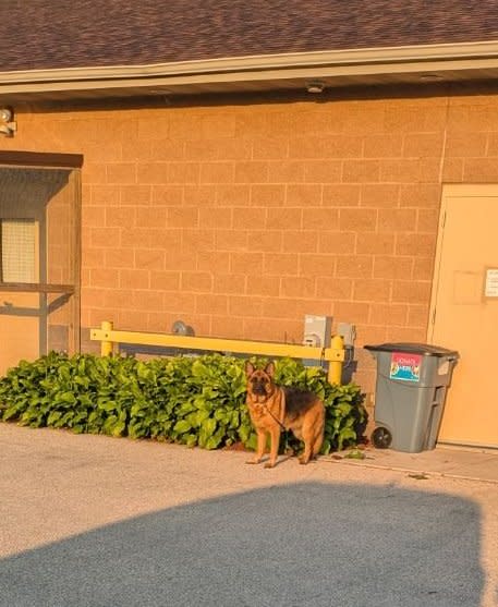 Oconto Area Humane Society dog abandoned