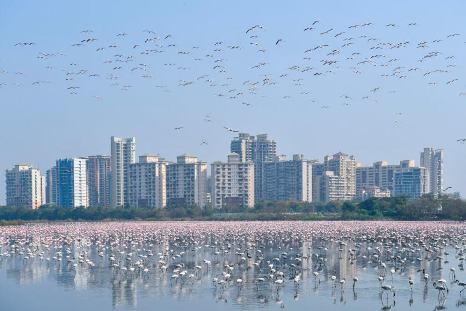 A flock of flamingos flies in a pond during a government-imposed nationwide lockdown as a preventive measure against the spread of the COVID-19 coronavirus, in Navi Mumbai on April 20, 2020. | Ndranil Mukherjee/AFP—Getty Images