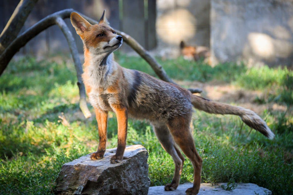 Un renard / Photo d'illustration - Loïc Venance / AFP