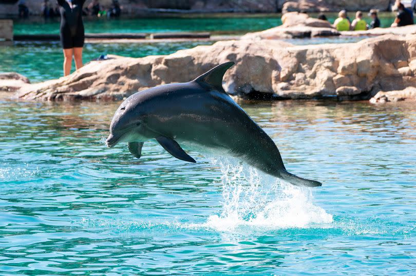 The teenager died at Discovery Cove in Orlando, Florida