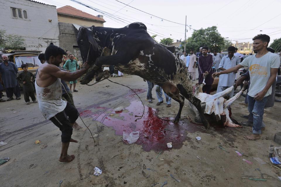 People struggle to control a bull for slaughtering on the occasion of the Eid al-Adha holidays, in Karachi, Pakistan, Saturday, Aug. 1, 2020. (AP Photo/Fareed Khan)