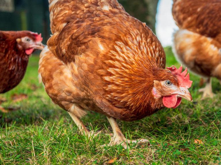 Gene-edited chickens resistant to bird flu being created to stop next pandemic