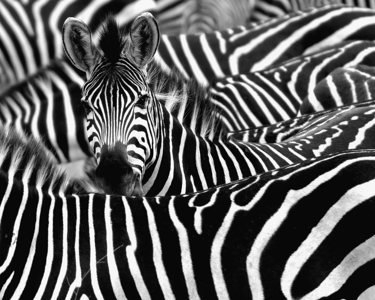 Die Musterung von Zebras ist in der Natur einzigartig. (Bild: Getty Images)