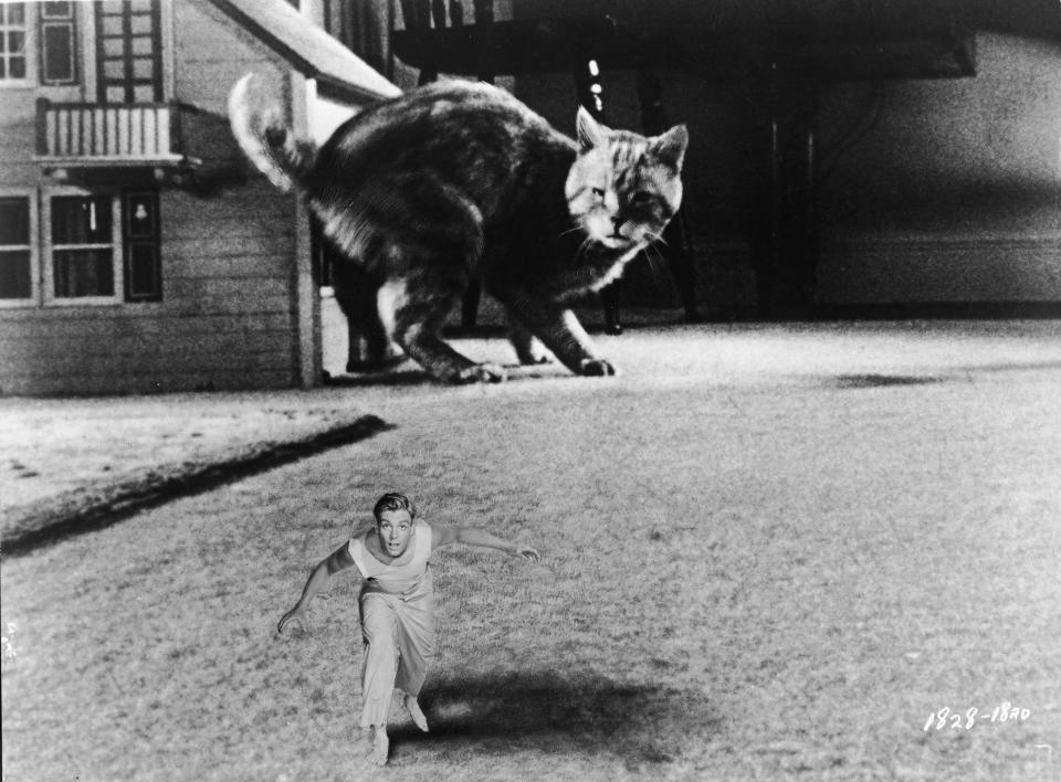 <p>Esta imagen de la película 'The Incredible Shrinking Man' ('El increíble hombre menguante') muestra la escena en la que el actor estadounidense Grant Williams queda paralizado al ser observado por un gato gigante, llamado Orangey. Este minino se convirtió en celebridad al participar en el filme de 1957, dirigido por Jack Arnold. El efecto se creó mediante la superposición de una imagen, la de Williams, sobre otra, la del fondo que contiene el gato y una casa de muñecas. (Getty Images)</p> 