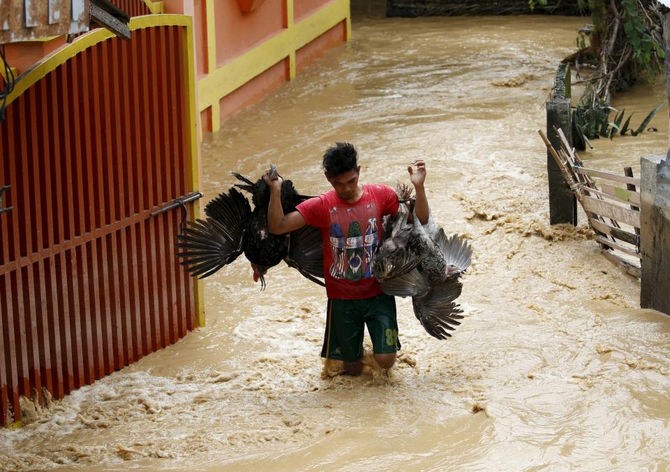 A man carries bunch of turkey to a higher ground in Sta Rosa, Nueva Ecija