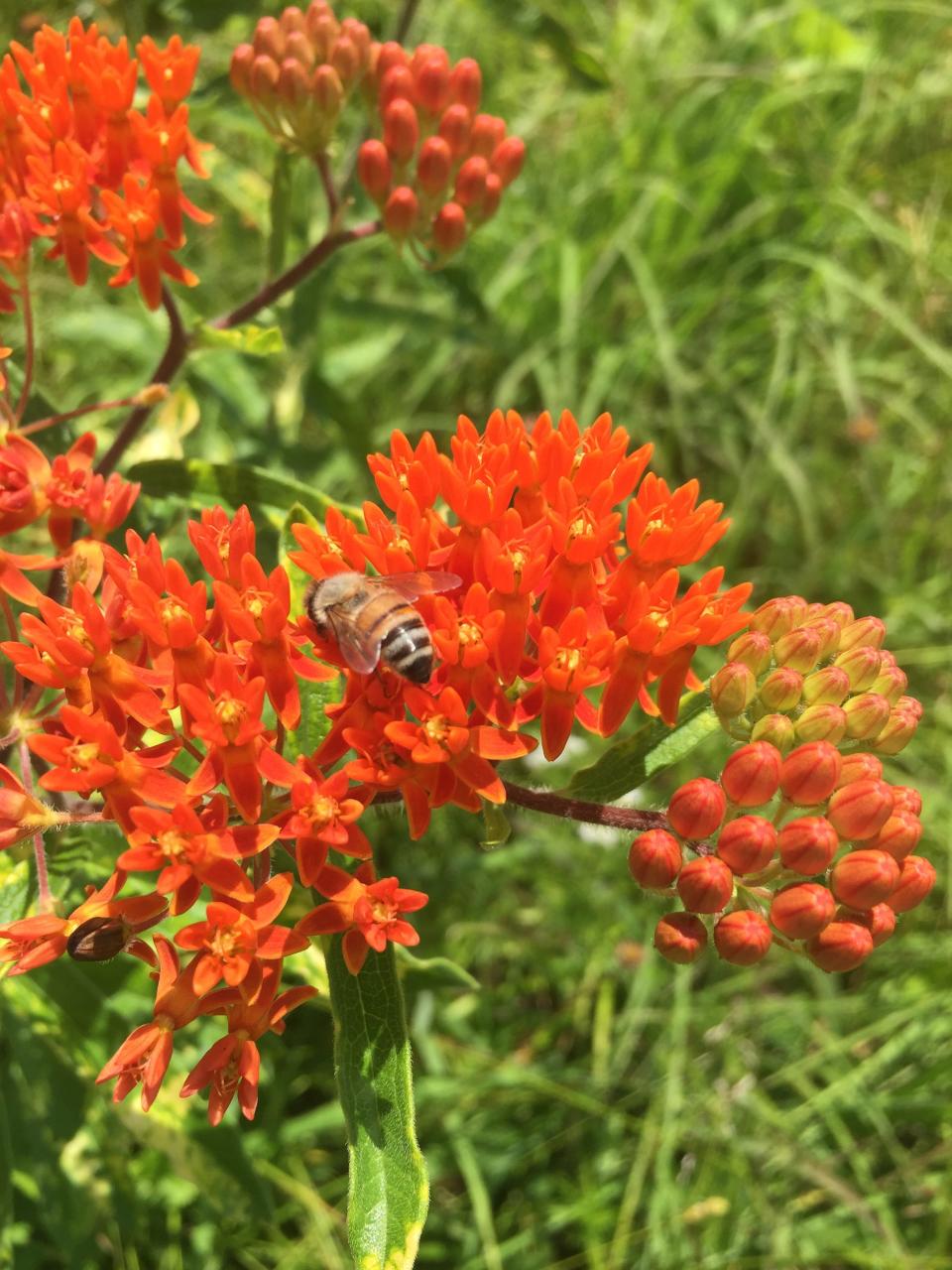 Asclepias tuberosa - butterfly milkweed: The cheerful orange blooms of this Kentucky native plant are common in open fields and along roadsides all over the commonwealth. Butterfly milkweed is the most popular milkweed for sunny gardens.