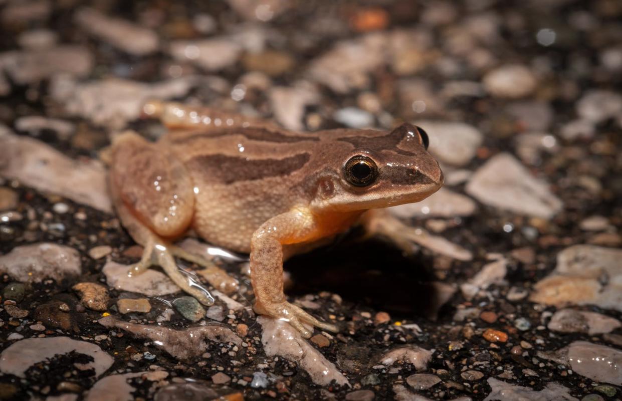 The population of western chorus frogs has been declining over the past 60 years and continues to be an issue across Canada. (Shutterstock)