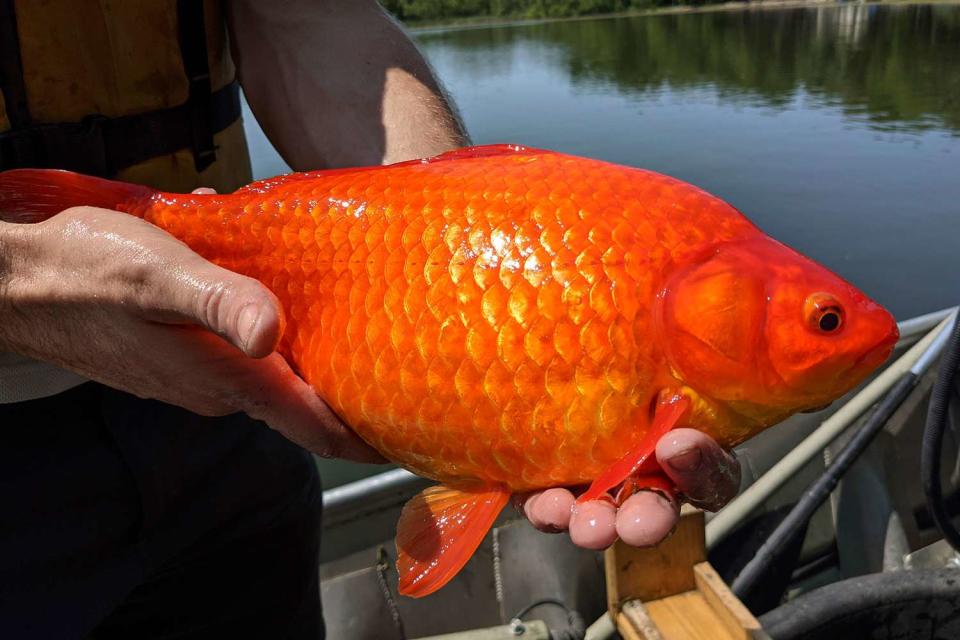 <p>City of Burnsville via AP</p> Giant goldfish are wreaking havoc on the Great Lakes.