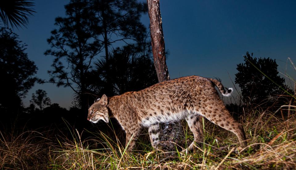 A bobcat trips a motion sensor camera set up in the Corkscrew Regional Ecosystem Watershed in February of 2022.  