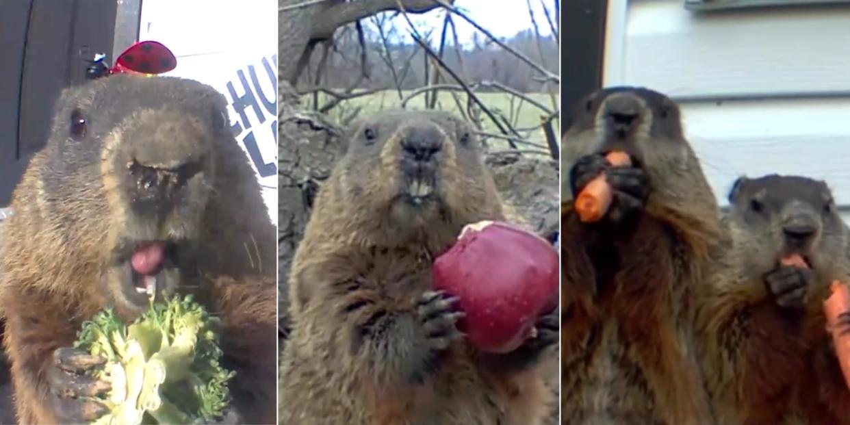 Groundhogs staring into a camera with vegetables and fruit in hand.