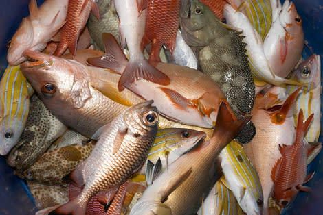 12 Fish You Should Never, Ever Eat - Health | Yahoo Life