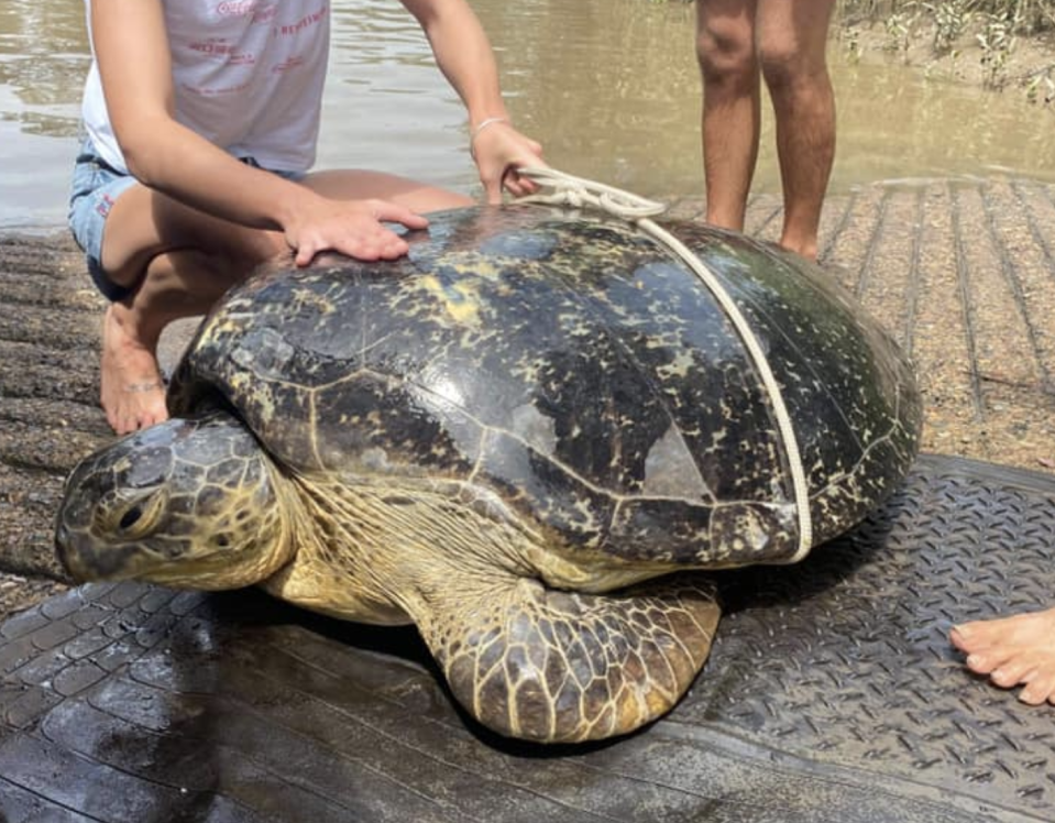 This turtle,"Big Mary", was rescued after becoming trapped in a crab pot.