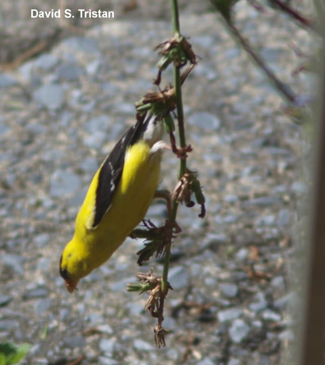 Goldfinch (yes, he was hanging upside down)